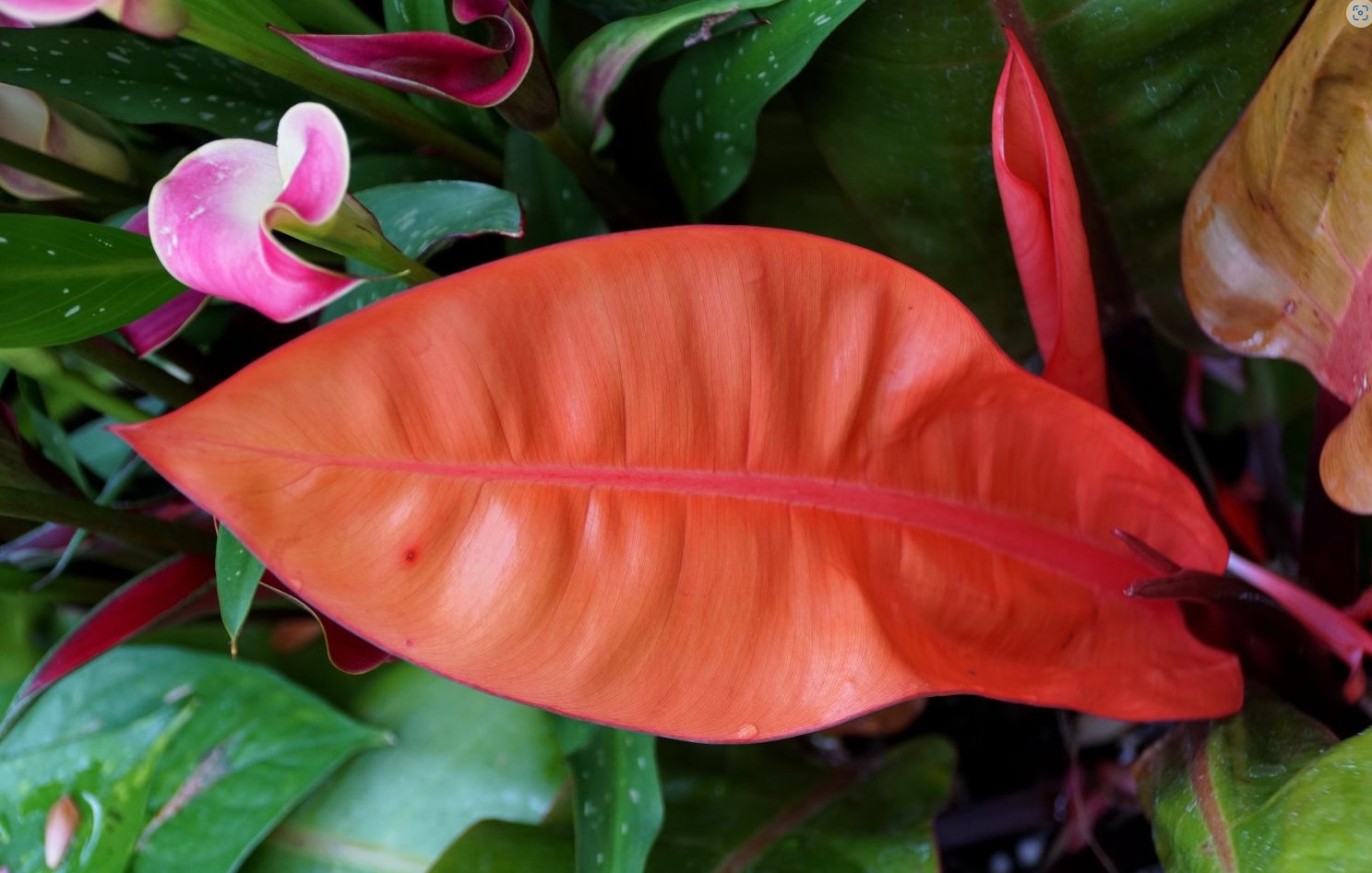 Growing the Philodendron Prince of Orange