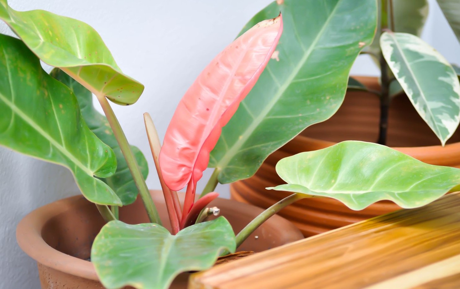 Guide to Growing the Philodendron Prince of Orange