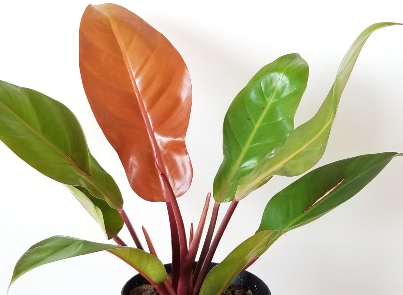 Philodendron Prince of Orange 1