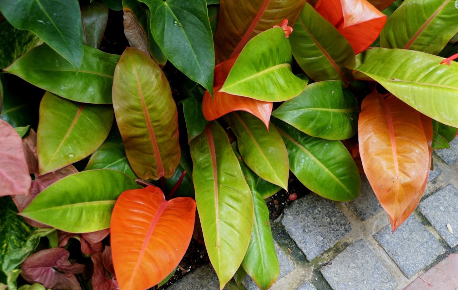 Philodendron Prince of Orange