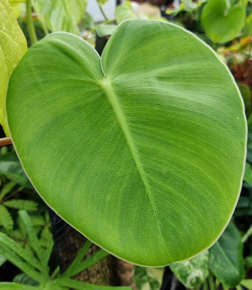 Unlocking the Beauty of Philodendron Rugosum - An Expert Guide