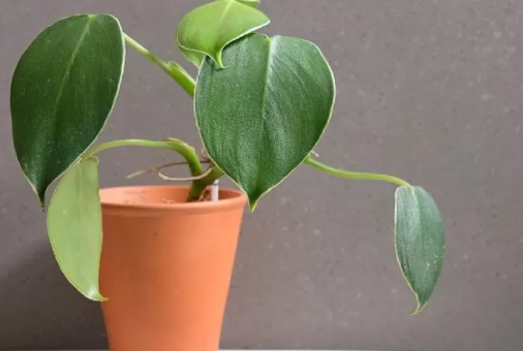 Unlocking the Beauty of Philodendron Rugosum - An Guide