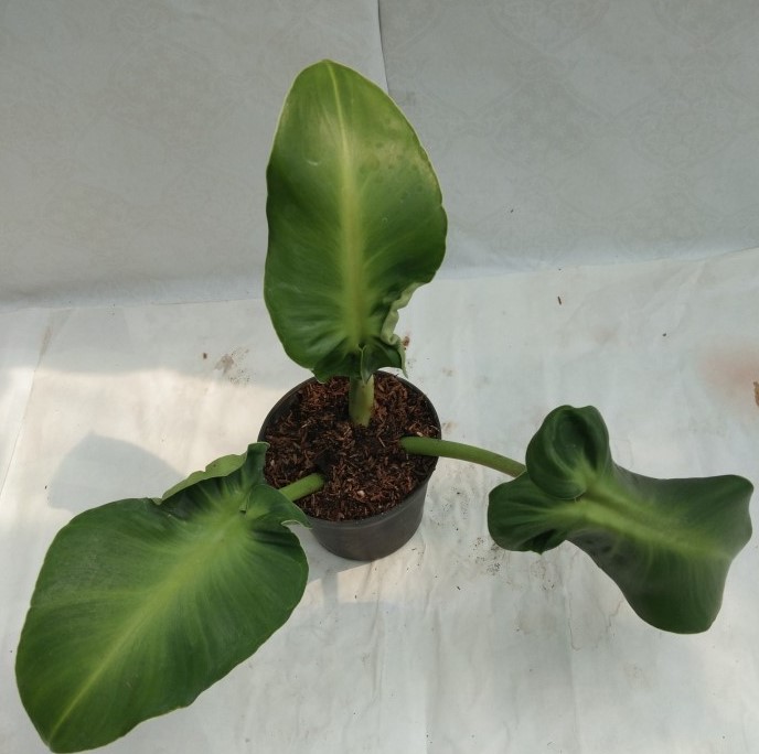 Unlocking the Beauty of Philodendron Rugosum Guide