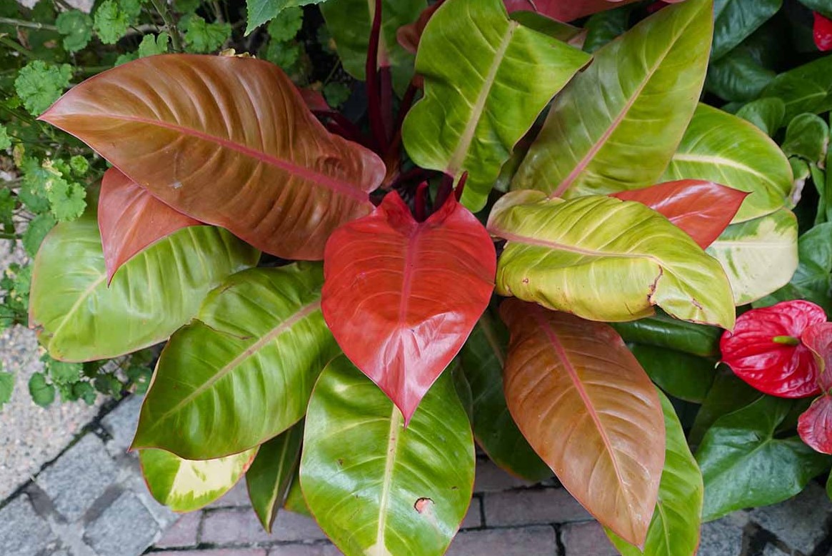 Your Guide to Growing the Philodendron Prince of Orange