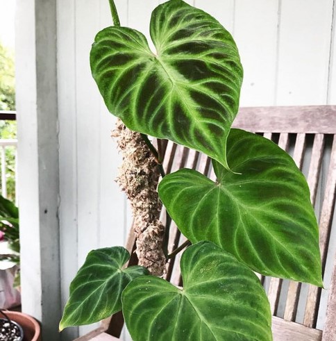 Embrace Nature with Philodendron Verrucosum Guide