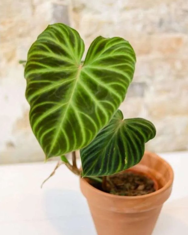 Embrace Nature with Philodendron Verrucosum