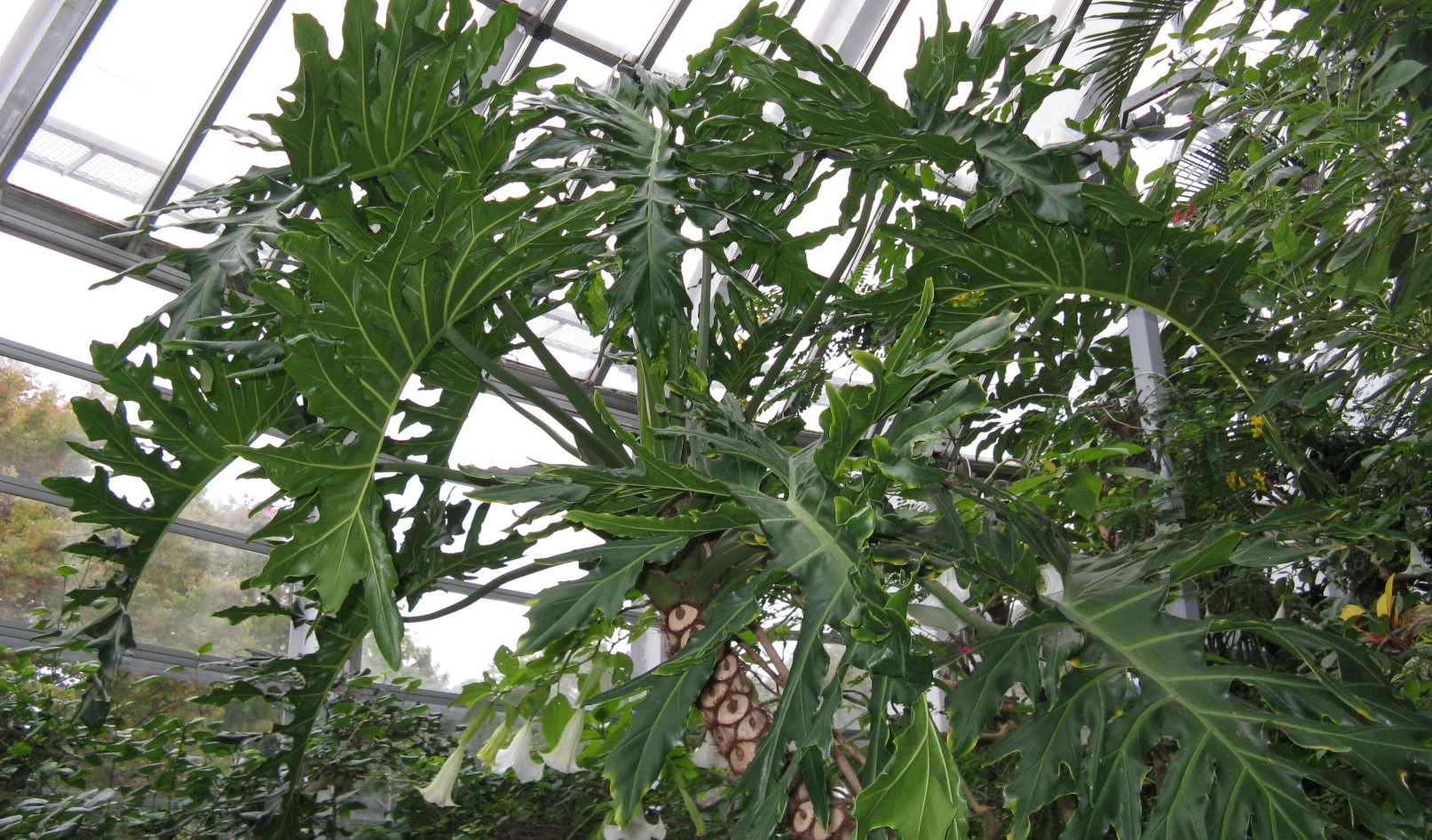 Grow Philodendron Bipinnatifidum A Full Guide