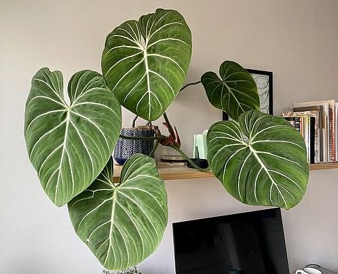 Grow Philodendron Gloriosum Effortlessly