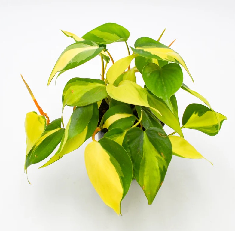 Grow Your Best Philodendron Brasil - A Complete Guide