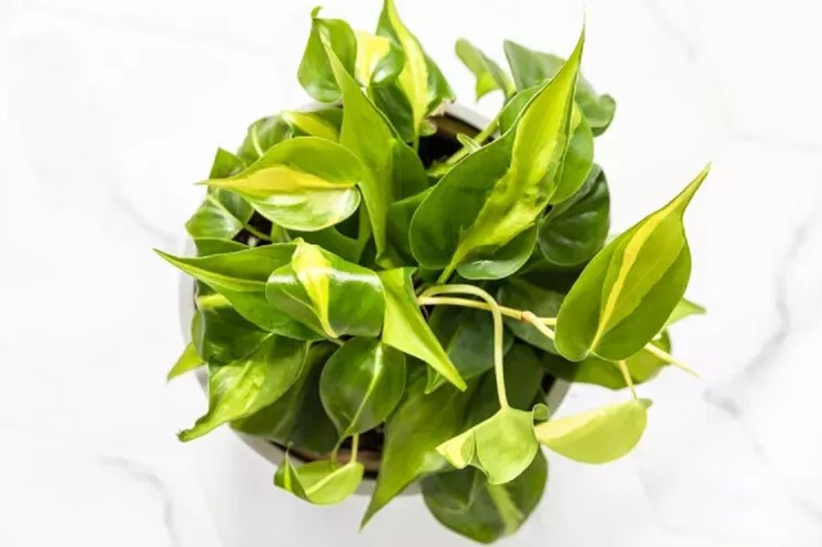 Grow Your Best Philodendron Brasil - A Guide