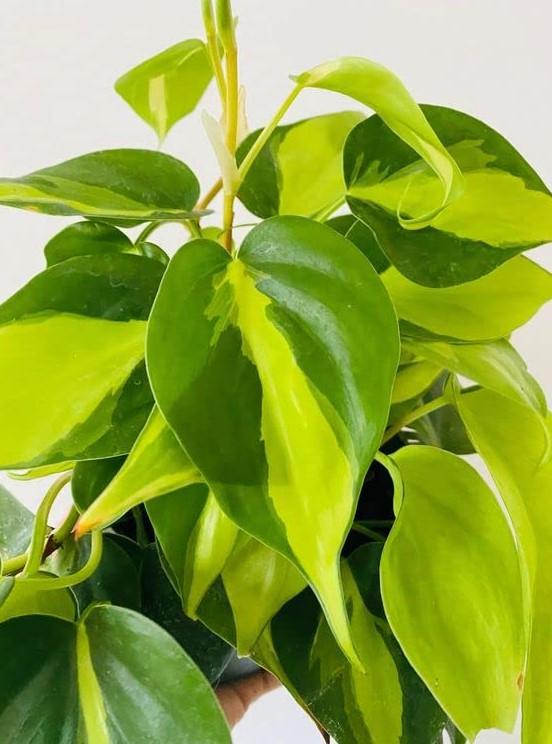 Grow Your Best Philodendron Brasil Guide