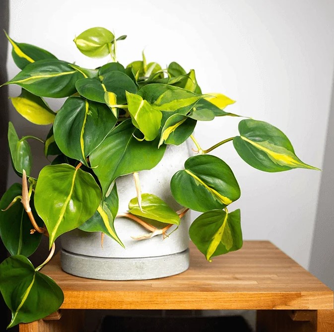 Grow Your Best Philodendron Brasil