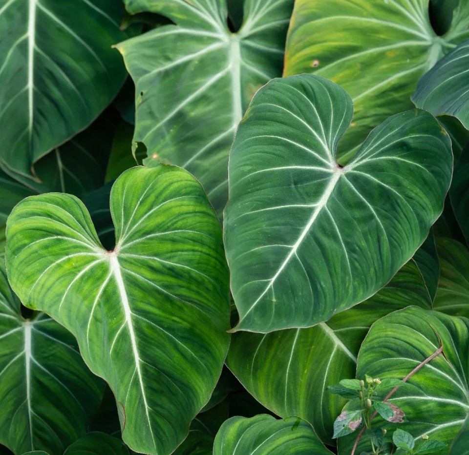 Grow and Care for a Philodendron Gloriosum Effortlessly