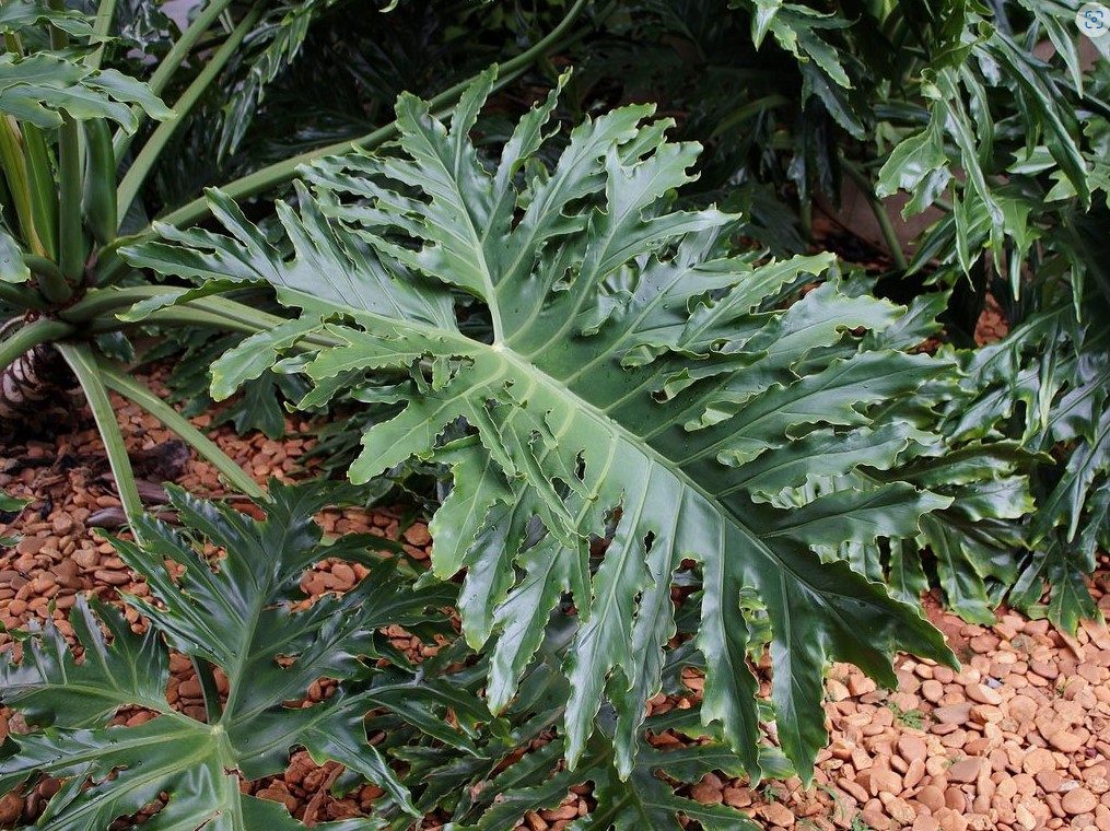 Growing Philodendron Bipinnatifidum A Full Guide
