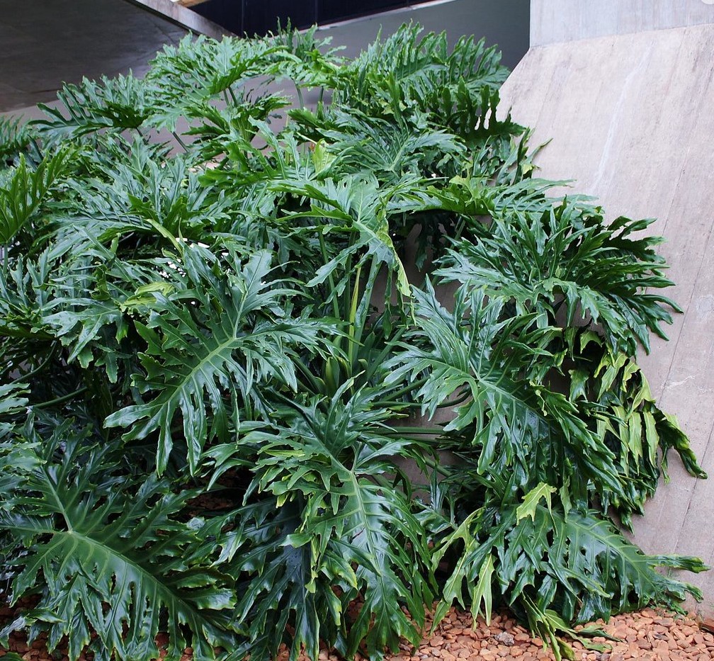 Growing Philodendron Bipinnatifidum Full Guide
