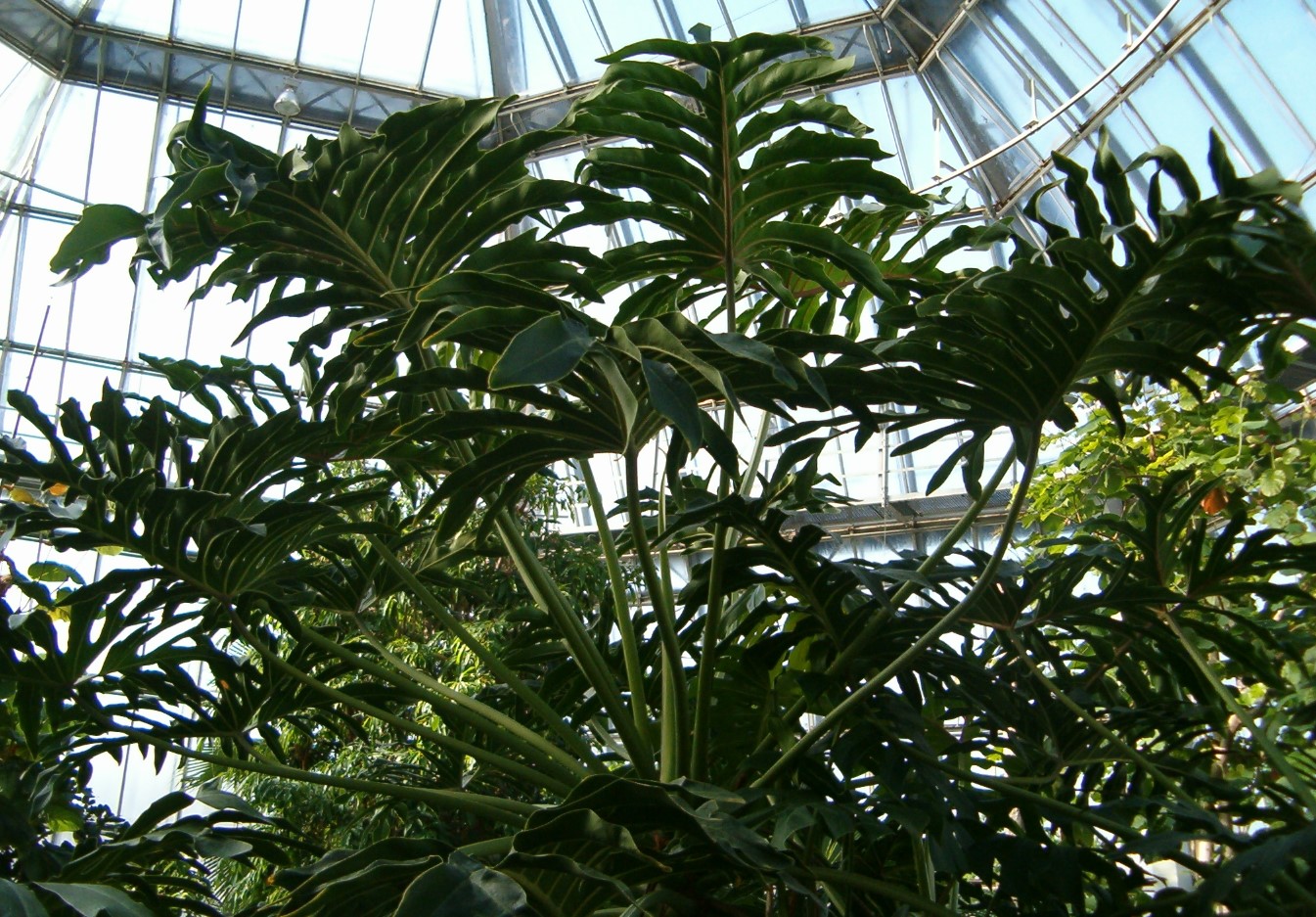 Growing Philodendron Bipinnatifidum Guide