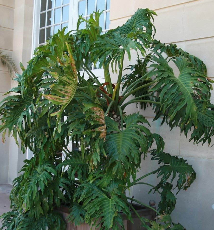Growing Philodendron Bipinnatifidum