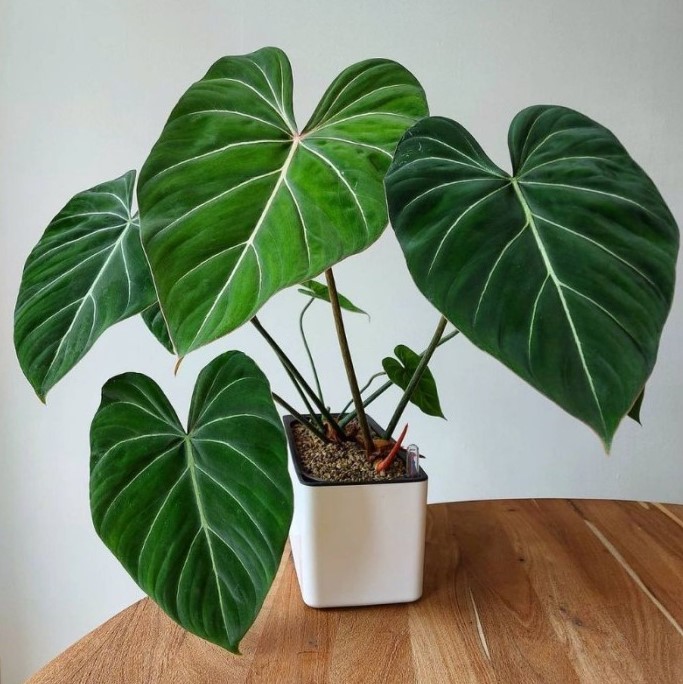 Philodendron Gloriosum Effortlessly