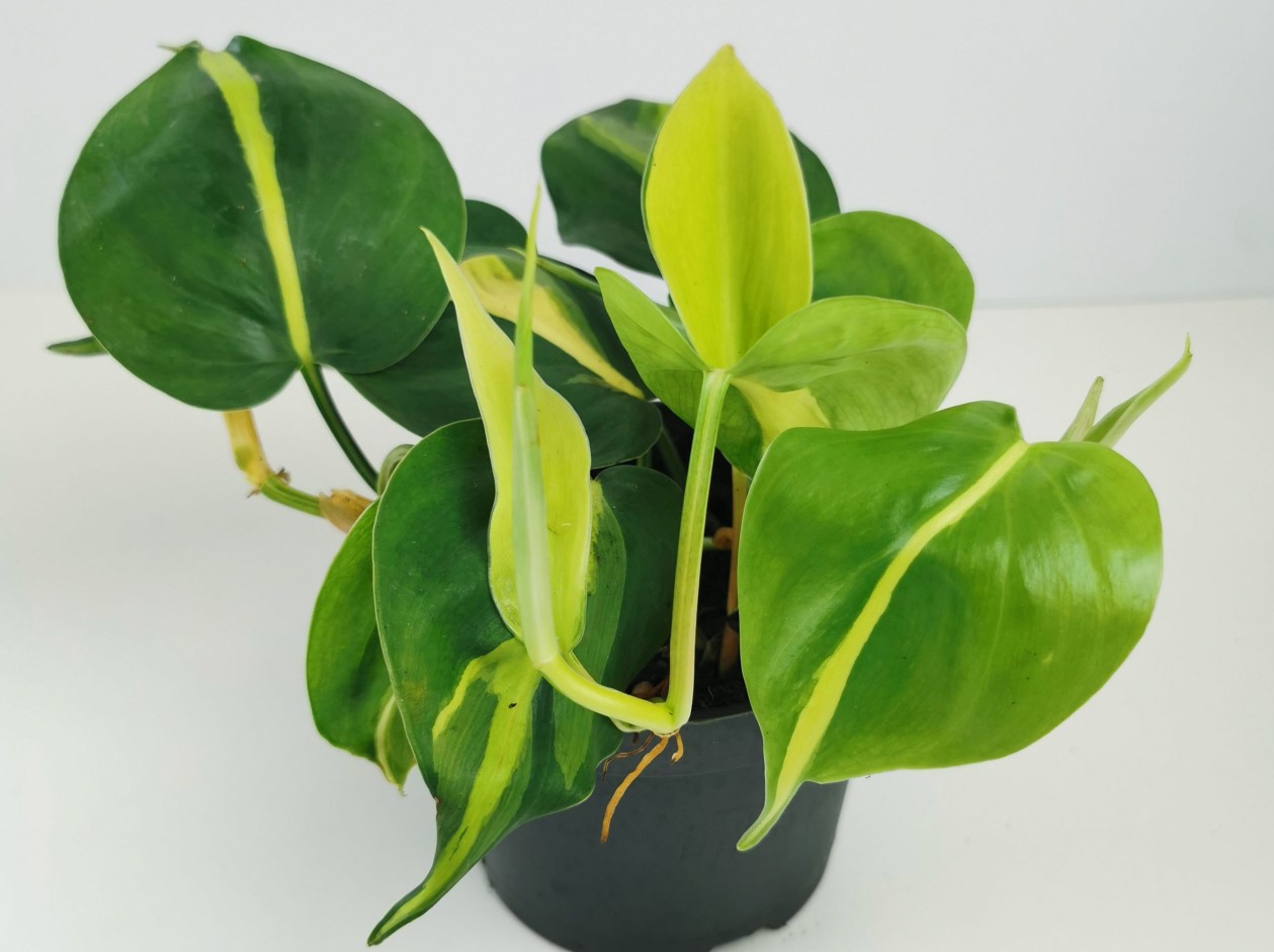 Philodendron Scandens for Your Home