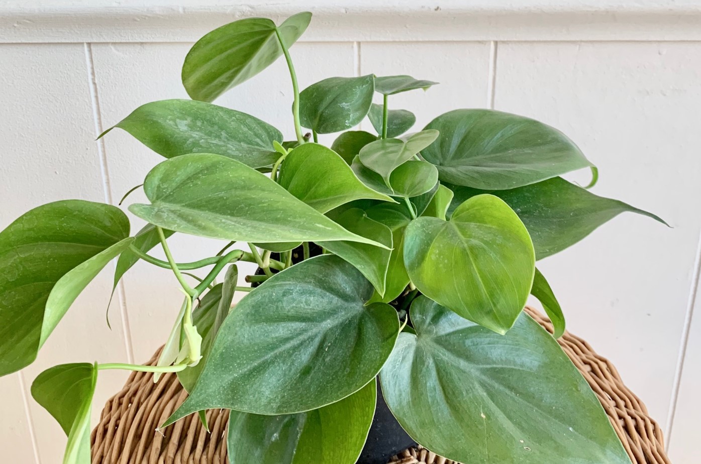 Philodendron Scandens in Your Home
