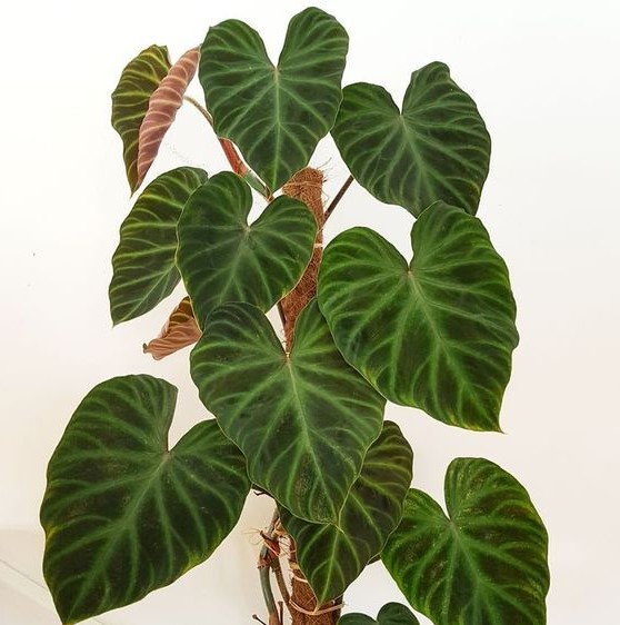 Philodendron Verrucosum Guide