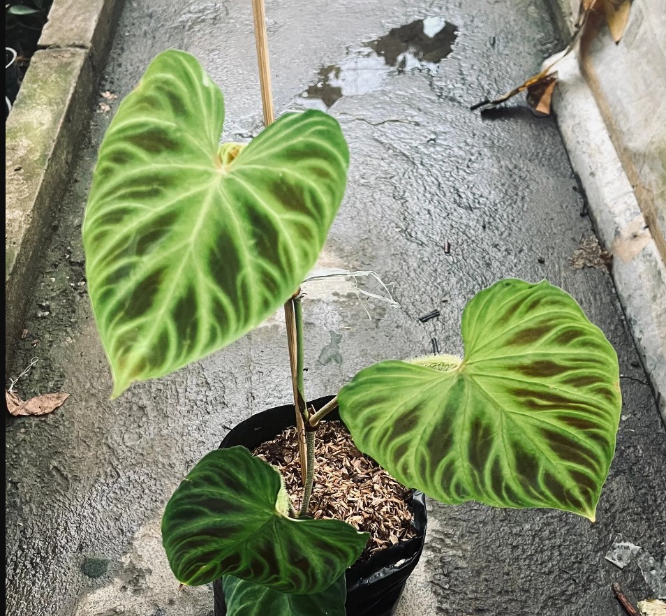 Philodendron Verrucosum