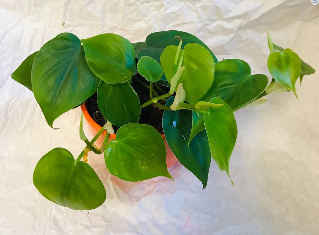 Unlock the Beauty of Philodendron Scandens in Home