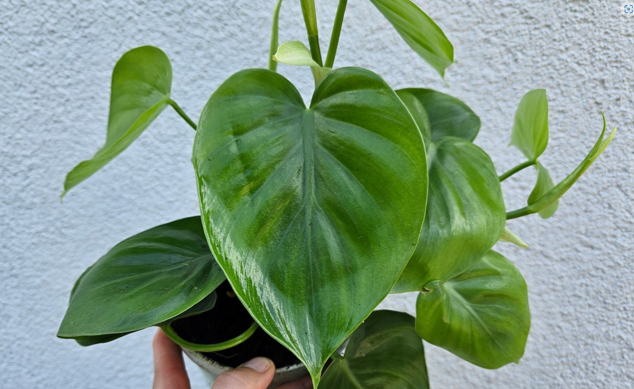 Unlock the Beauty of Philodendron Scandens in Your Home