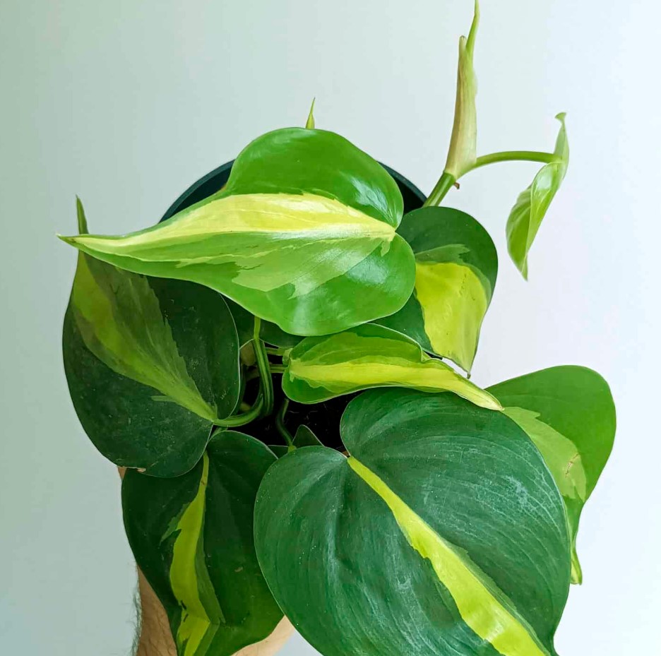 Unlock the Beauty of Philodendron Scandens