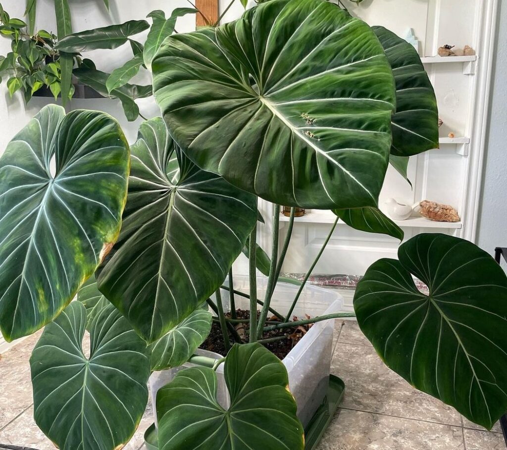 Care for a Philodendron Gloriosum Effortlessly