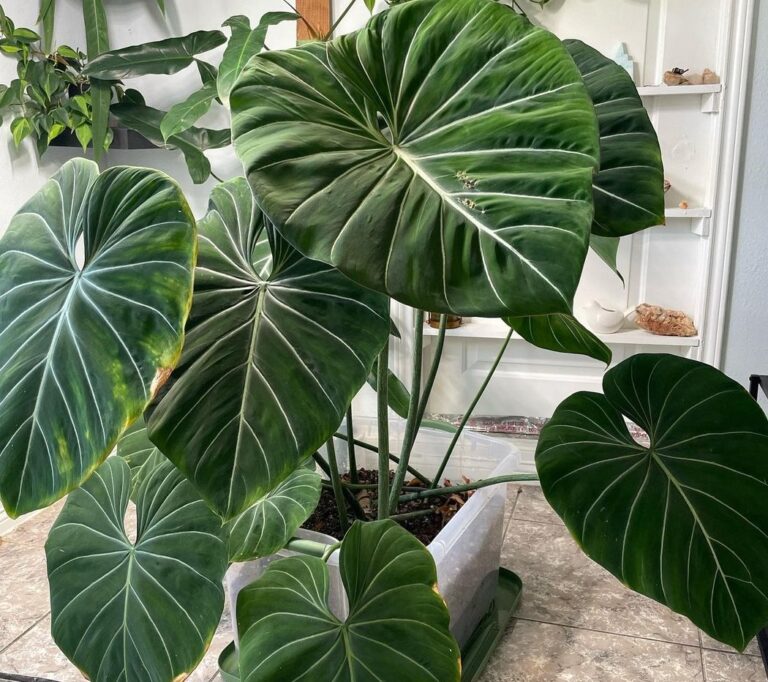 Care for a Philodendron Gloriosum Effortlessly