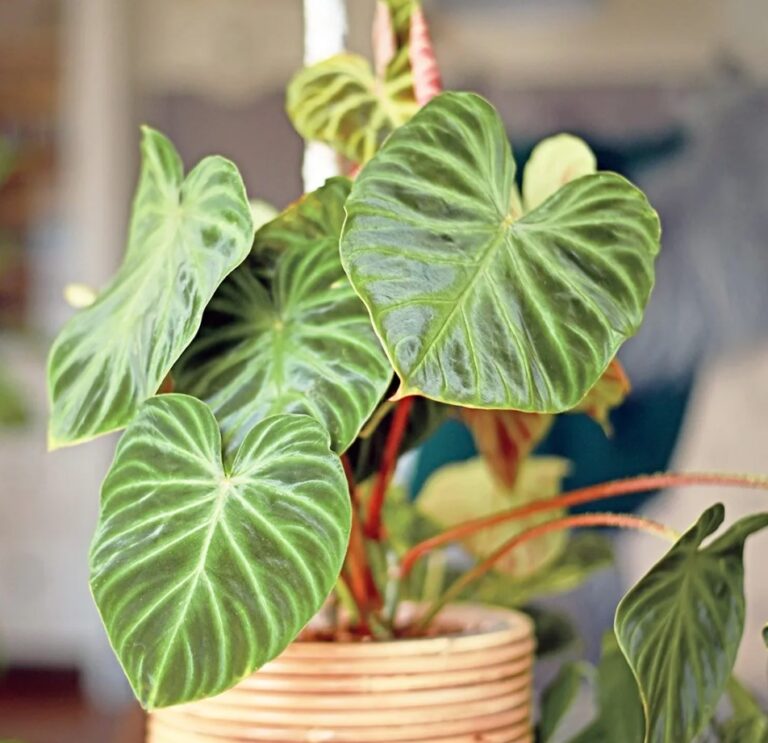 Embrace Nature with Philodendron Verrucosum - A Complete Guide