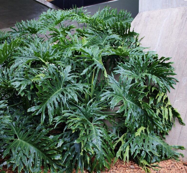Growing Philodendron Bipinnatifidum Full Guide